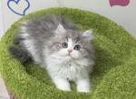 Fufuu - Minuet Kitten For Sale - San Jose&comma; CA&comma; US