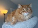 Siberian Gunnar - Siberian Cat For Sale - 
