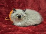 Orange - Himalayan Kitten For Sale - Bridgewater&comma; VA&comma; US