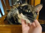 Cheyenne - Domestic Cat For Sale - Lees Summit&comma; MO&comma; US