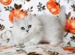 Bradley - Persian Kitten For Sale - Boiling Springs&comma; PA&comma; US
