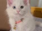 Flurry - Maine Coon Kitten For Sale - Renton&comma; WA&comma; US