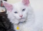 Blizzard BlueEyes - Maine Coon Kitten For Sale - Renton&comma; WA&comma; US