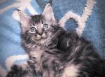 Kai Polydactyl - Maine Coon Kitten For Sale - Renton&comma; WA&comma; US