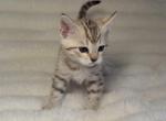 Snow Mink Bengal - Bengal Kitten For Sale - Boardman&comma; OH&comma; US