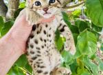 Tippy toes litter - Savannah Kitten For Sale - Encinitas&comma; CA&comma; US