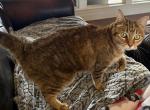 Lacey - Domestic Cat For Adoption - Shreveport&comma; LA&comma; US