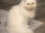 Nala - Persian Cat For Sale - Fleming Island&comma; FL&comma; US
