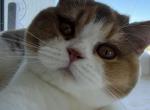 Bisky - British Shorthair Kitten For Adoption - Ft Lauderdale&comma; FL&comma; US