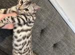 kitten - Bengal Kitten For Sale - Auburn&comma; WA&comma; US