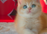 Cynthia - British Shorthair Kitten For Sale - Norwalk&comma; CT&comma; US
