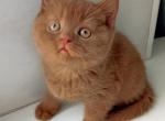 Edward - British Shorthair Kitten For Sale - Norwalk&comma; CT&comma; US