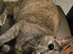 Rosie - Domestic Cat For Adoption - Davenport&comma; FL&comma; US