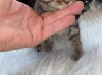 Blues litter - Maine Coon Kitten For Sale - Mishawaka&comma; IN&comma; US