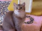 Sally - Scottish Straight Kitten For Sale - New York&comma; NY&comma; US