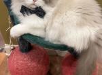 Newborns in March expecting - Ragdoll Kitten For Sale - MN&comma; US