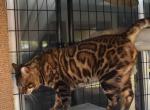 Maui Snow Sepia Bengal Stud - Bengal Cat For Sale/Service - Manteca&comma; CA&comma; US