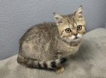 Leo - Scottish Straight Kitten For Sale - 