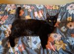 Charka - Domestic Cat For Adoption - Bensalem&comma; PA&comma; US
