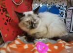 Torti Point Siamese and Ragdoll mix - Siamese Kitten For Sale - NY&comma; US