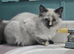 Torti Point Siamese of Sammy - Siamese Kitten For Sale - NY&comma; US