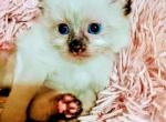 LABELLA babies - Siamese Kitten For Sale - Carrollton&comma; TX&comma; US