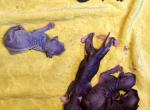 Pixie Newborns - Sphynx Kitten For Sale - Fort Worth&comma; TX&comma; US