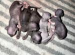 Pixie Newborns - Sphynx Kitten For Sale - Fort Worth&comma; TX&comma; US
