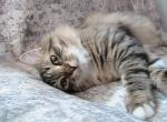 Rodney Siberian - Siberian Kitten For Sale - AL&comma; US
