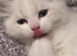 Nugget - Ragdoll Kitten For Sale - Chesapeake&comma; VA&comma; US