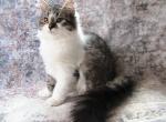 Scolacia Siberian - Siberian Kitten For Sale - AL&comma; US