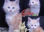 Echo - Maine Coon Kitten For Sale - Braham&comma; MN&comma; US