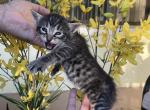 Kiara kittens - Savannah Kitten For Sale - Kissimmee&comma; FL&comma; US