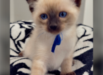 Fireworks Litter 1 - Siamese Kitten For Sale - Fallston&comma; MD&comma; US