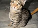 Boy - Domestic Kitten For Sale - Clearwater&comma; FL&comma; US