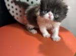 Farusa - Persian Kitten For Sale - Poplarville&comma; MS&comma; US