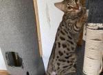 Oliver - Bengal Kitten For Sale - Pendleton&comma; KY&comma; US