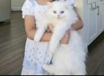 Milo - Persian Cat For Adoption - McKinney&comma; TX&comma; US