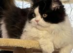 Everett - Scottish Straight Kitten For Sale - Warwick&comma; NY&comma; US