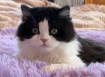 Everett - Scottish Straight Kitten For Sale - Warwick&comma; NY&comma; US