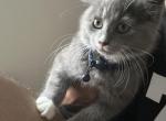 Luka - Domestic Kitten For Adoption - Charlotte&comma; NC&comma; US