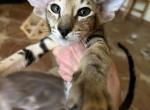 Babies - Oriental Kitten For Sale - Cassatt&comma; SC&comma; US
