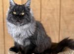 Loki - Maine Coon Kitten For Sale/Service - 