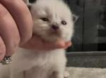 All reserved NEW LITTER SOON - Ragdoll Kitten For Sale - Lancaster&comma; PA&comma; US
