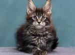 Astoria - Maine Coon Kitten For Sale - Grayslake&comma; IL&comma; US