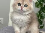 Robin - British Shorthair Kitten For Sale - Grayslake&comma; IL&comma; US