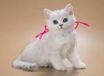 Yamina - British Shorthair Kitten For Sale - 