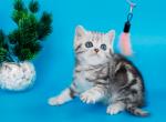 Ice - British Shorthair Kitten For Sale - Grayslake&comma; IL&comma; US