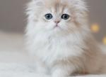 Walle Longhair - British Shorthair Kitten For Sale - Grayslake&comma; IL&comma; US