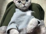 Tiger blue lynx girl - Devon Rex Kitten For Sale - Fontana&comma; CA&comma; US